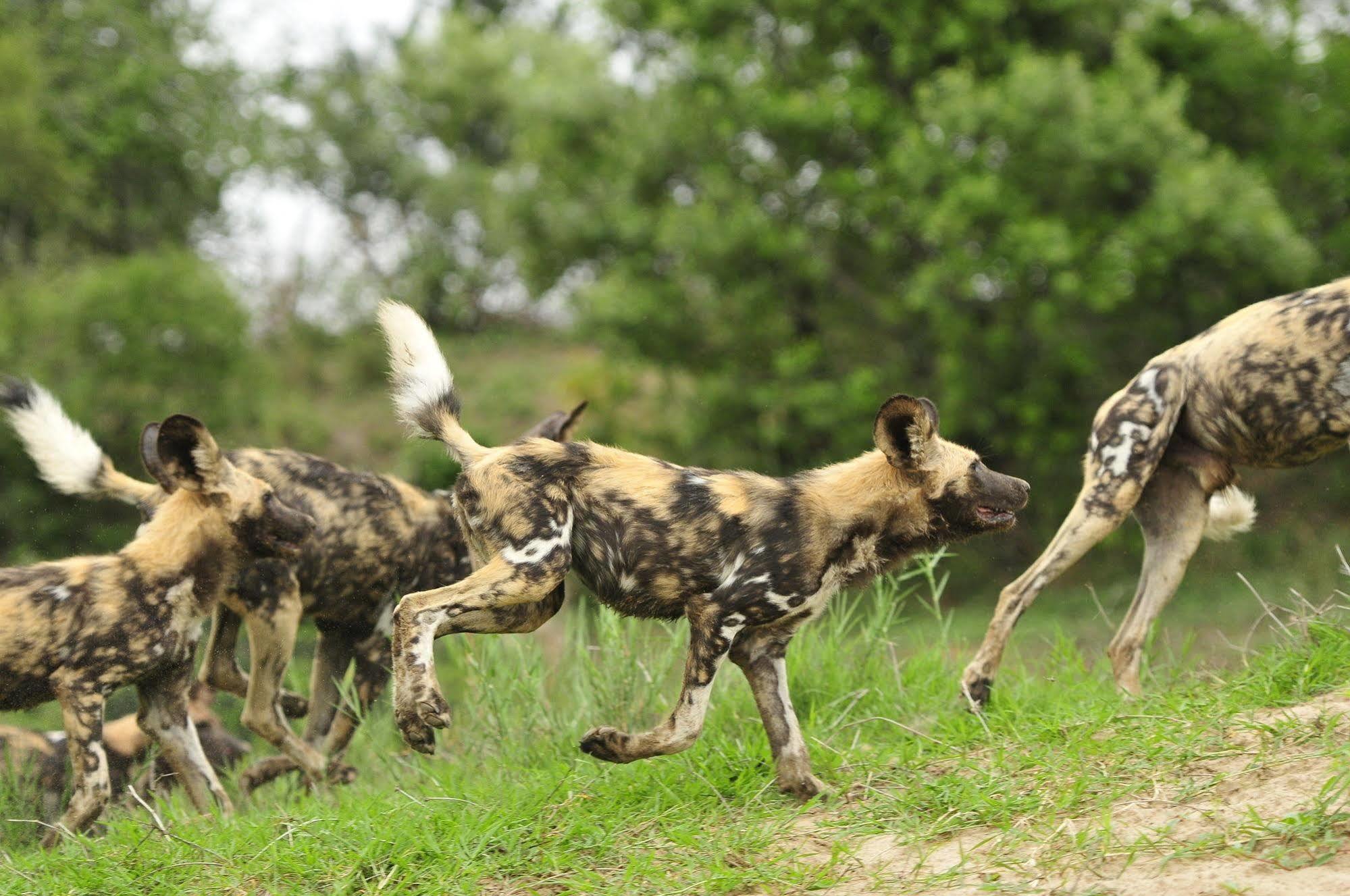 Inyati Game Lodge Metsi Esterno foto