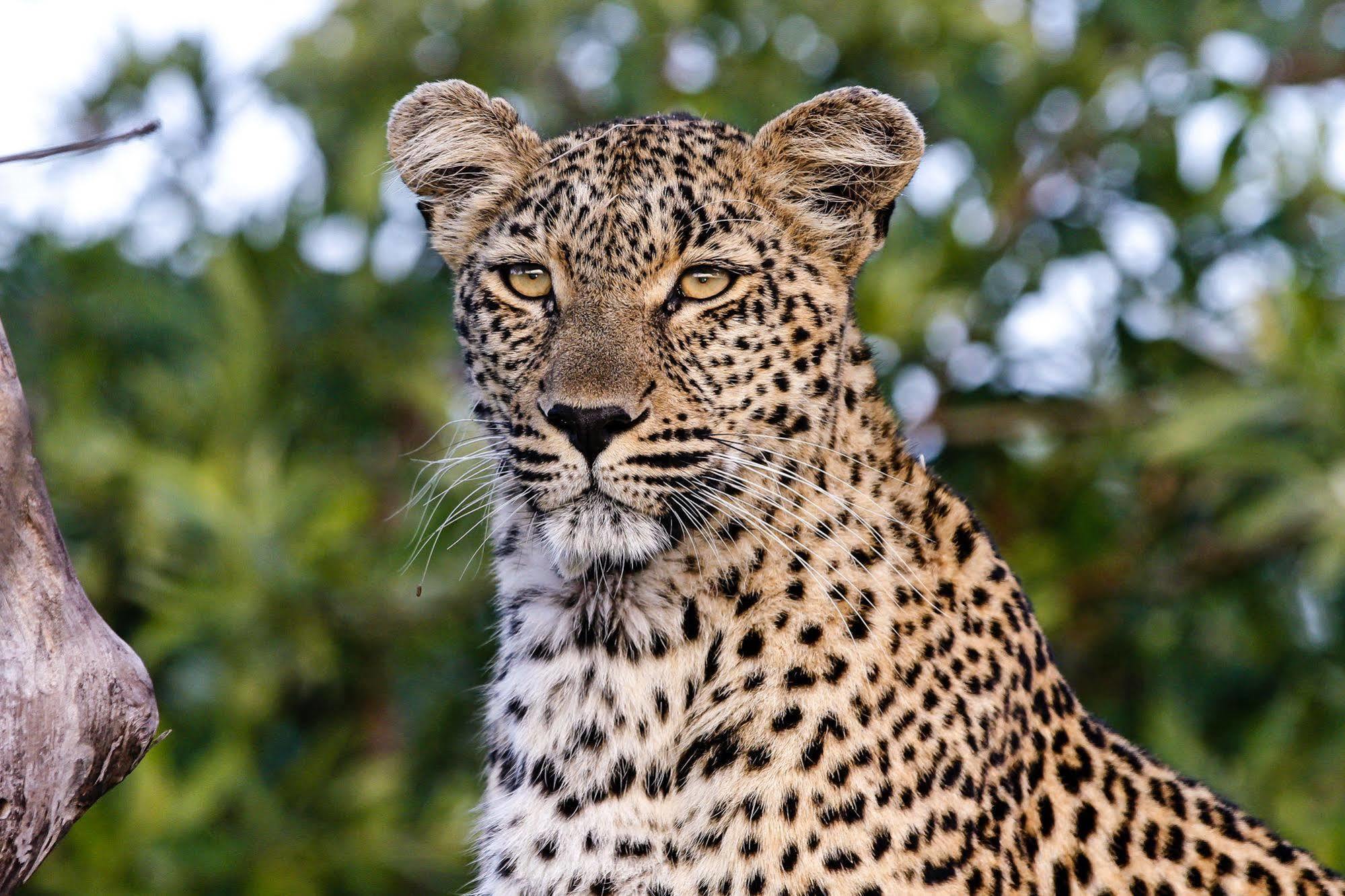 Inyati Game Lodge Metsi Esterno foto